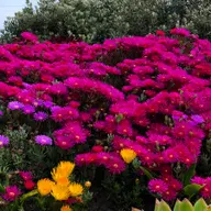 Avatar for Renan Lolico