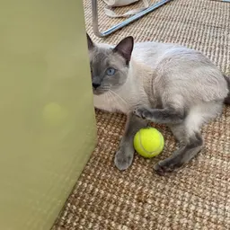 Avatar for Tatum Dooley